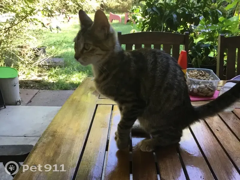 Chat gris tigré trouvé à Préchac - photo