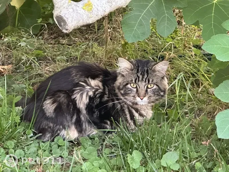 Chat perdu malade à Meaux, IDF - photo