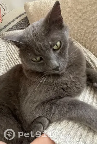 Chat gris perdu à Maisons-Laffitte - photo
