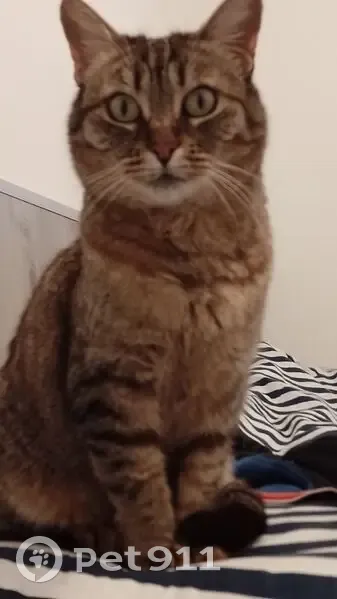Urgent : Chatte tigrée Caline perdue Allauch - photo