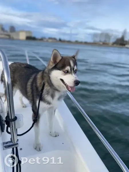 Pomsky perdue, yeux bleus, Andrest - photo