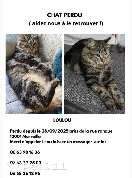 Chat européen tigré perdu à Marseille - photo