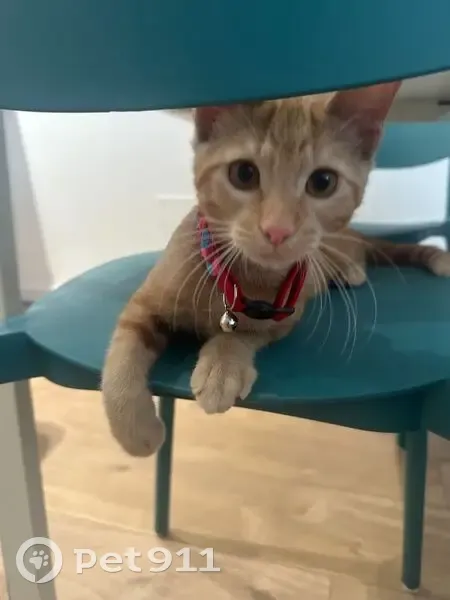 Chaton tigré roux perdu à Sainte-Foy-la-Grande - photo