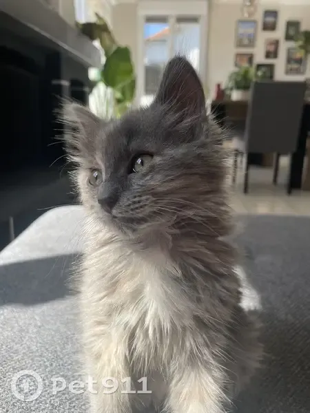 Chatte perdue, grise/marron, câline, Treize-Septiers - photo