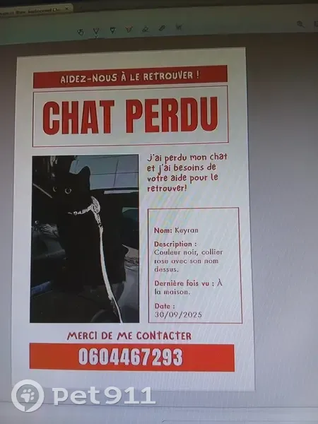 Chat perdue, rue Daudet, Clermont-Ferrand - photo