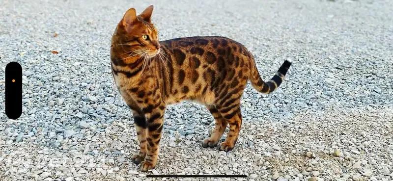 Chat Bengal perdu, bout queue blanc, La Chaux. - photo