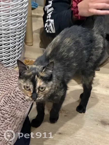 Jeune chatte calico trouvée à Revel - photo