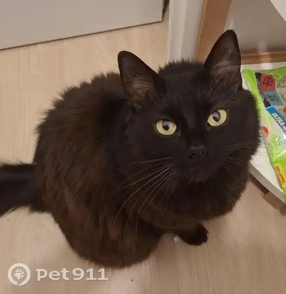 Chatte noire 4 ans perdue à Biarritz - photo