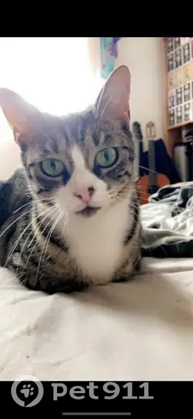 Chatte perdue : Lilo, 8 ans, tabby gris - photo