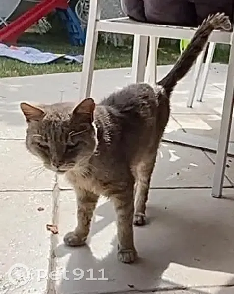 Chat gris malade perdu à Longpont-sur-Orge - photo