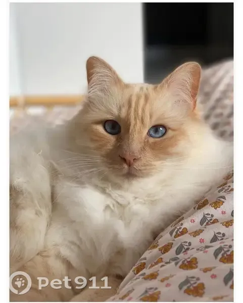 Chat non voyant perdu à La Frette-sur-Seine - photo