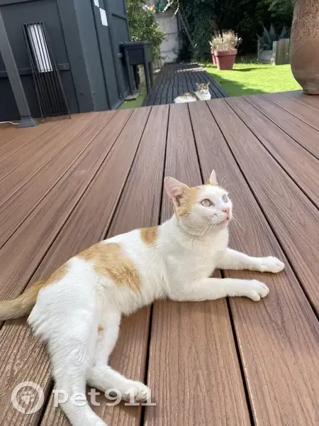 Chat blanc et roux perdu à Rezé - photo