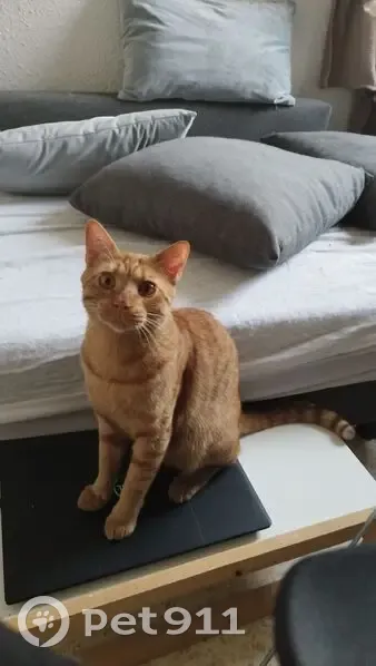 Chat roux tigré perdu à Sorgues - photo