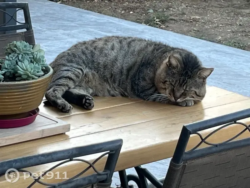 Chat tigré trouvé à Vinassan - photo
