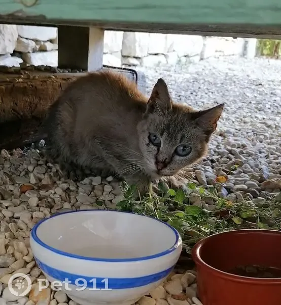 Chat beige/marron aux yeux bleus trouvé à Puyréaux - photo