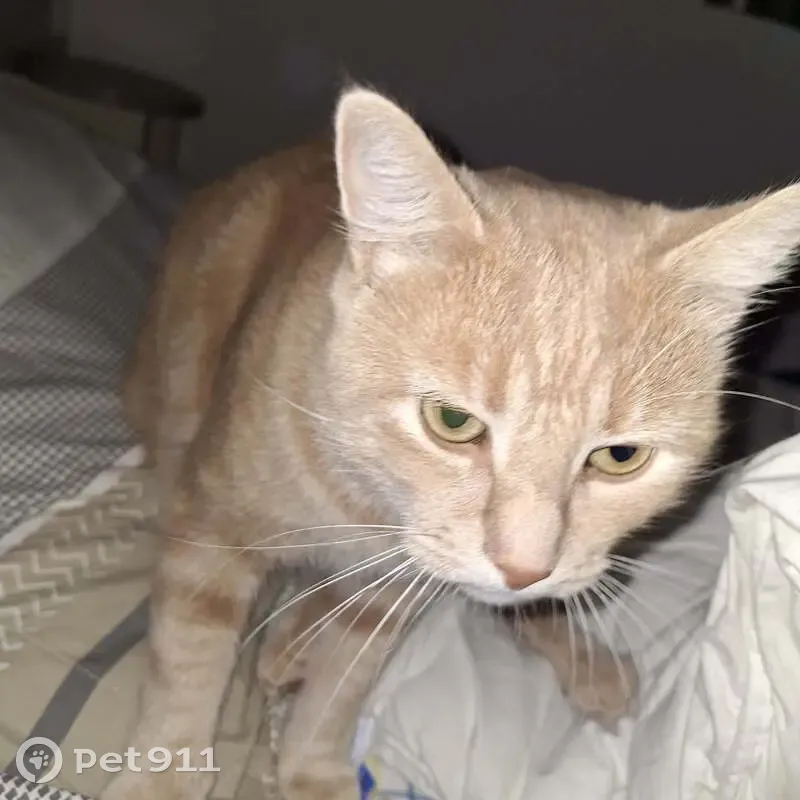 Chat perdu : Roux crème, nommé Caramel - photo