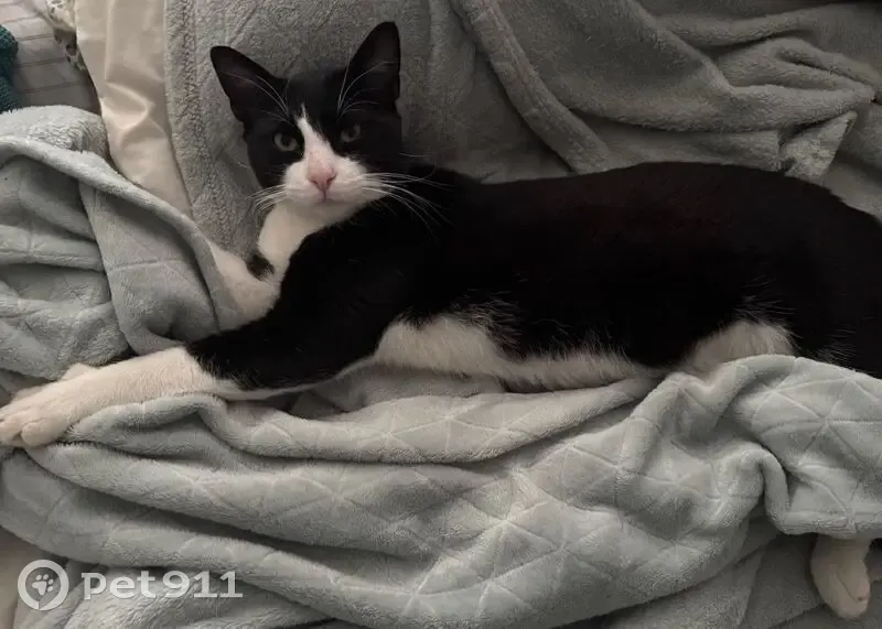 Chat noir et blanc trouvé à Châtillon - photo