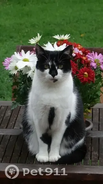 Chatte noire et blanche perdue à Nointel - photo