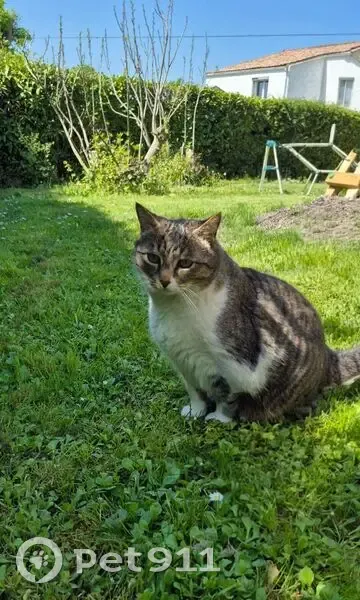 Chat perdu à Yvrac, castré et pucé - photo