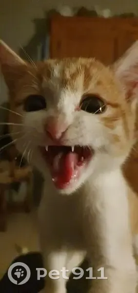 Chaton roux et blanc trouvé à Misérieux - photo