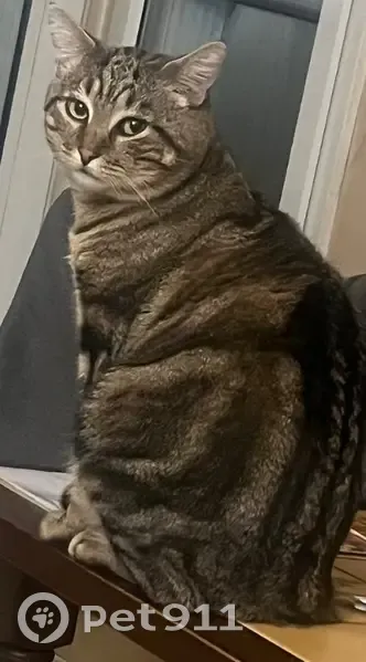Chat perdu à Villejuif, très craintif - photo