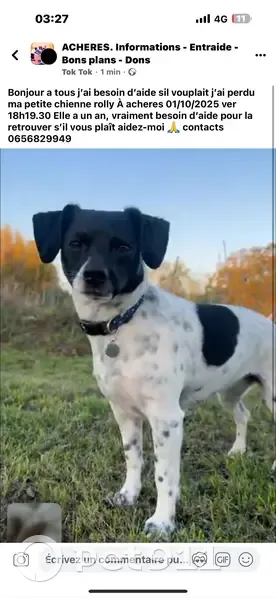 Chien perdu noir et blanc à Achères - photo