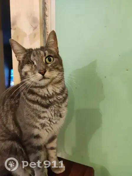 Chat perdue, borgne, Rue Vauban Bayonne - photo