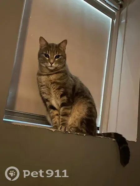 Chat gris tigré perdu près d'Odéon - photo