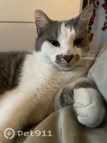 Chat perdu à Annemasse (74) - photo
