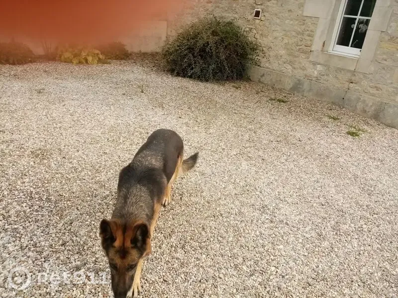 Chienne noire et fauve trouvée en Normandie - photo