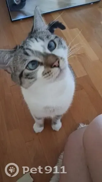 Chatte siamoise perdue, Paris 15ème, oct. - photo