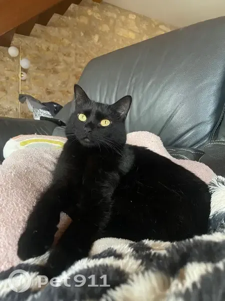 Chatte noire perdue à Belleville, 3 ans - photo