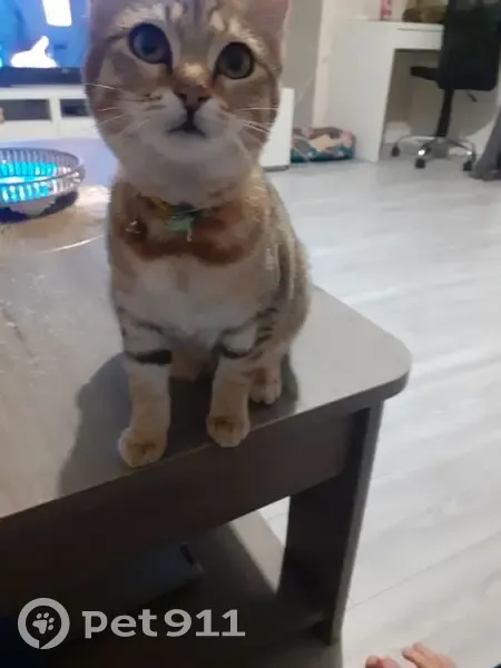 Chatte tigrée trouvée, collier vert, Lyon - photo