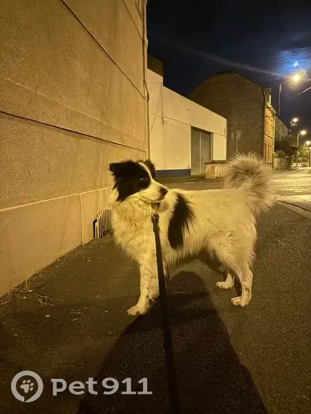 Chien noir et blanc trouvé près de la gare - photo