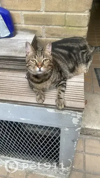 Chatte perdue, pelage tigré, yeux verts - photo