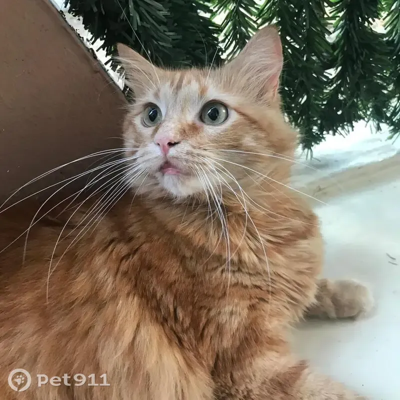 Chat roux tatoué perdu à Nîmes - photo