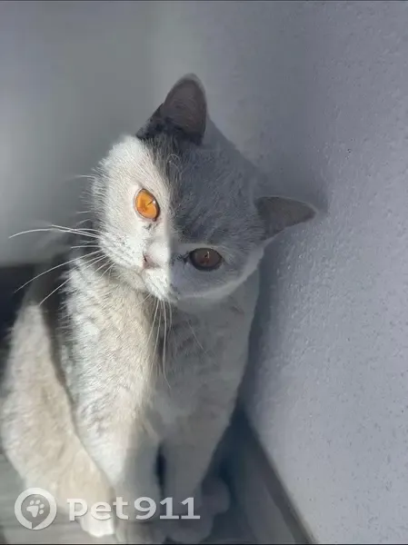 Chat gris perdu à Ensisheim, grosse récompense - photo