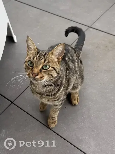 Chat tigré trouvé à Saint-Genis-Laval - photo
