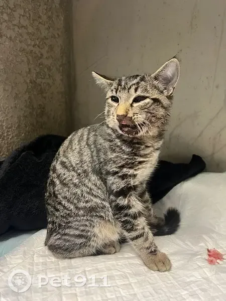 Chat tigré mâle accidenté trouvé câlin - photo