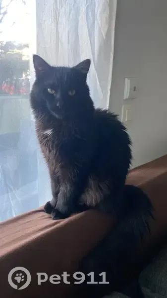 Chat noir perdu, castré, sociable à Nantes - photo
