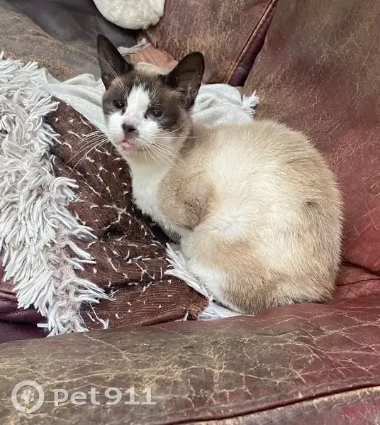 Chat trouvé Rue Saint-Jérôme, Couffé - photo