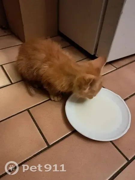 Chaton roux tigré trouvé Rue Hoche - photo