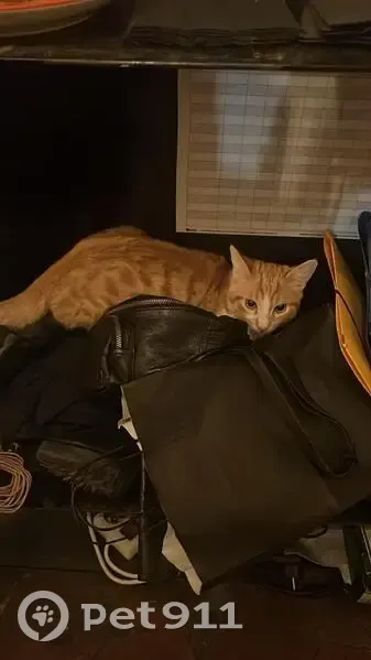 Chat marron et blanc perdu à Paris 11e - photo
