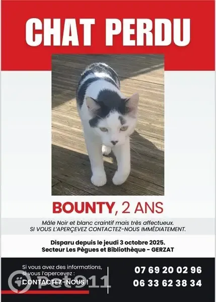 Chat perdu noir et blanc à Gerzat - photo