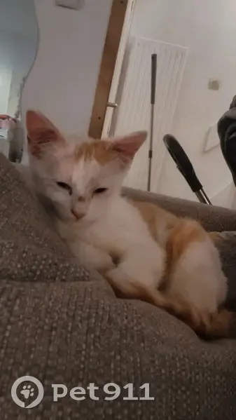 Chaton roux et blanc perdu à Calais - photo