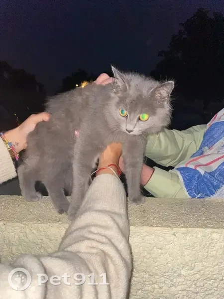 Chatte grise trouvée, docile et câline - photo