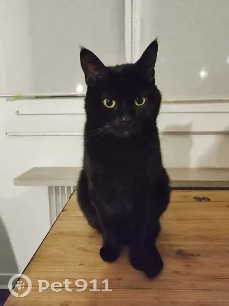 Chat perdu, mâle 6 ans, rue Domion, Bordeaux - photo