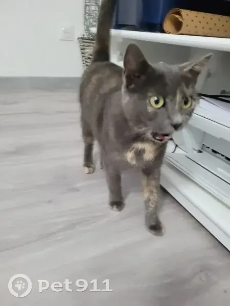 Chat écaille trouvé, sociable et câlin - photo