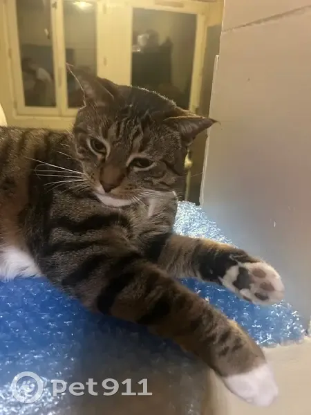 Chat perdue: Rue François Delattre, Harnes - photo