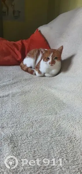 Chat roux et blanc perdu à Cadillac - photo